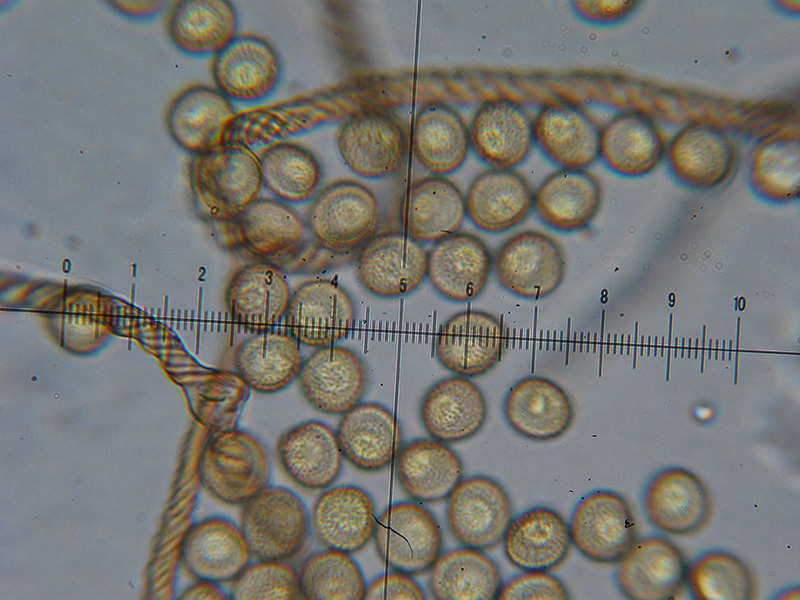 Trichia botrytis ?